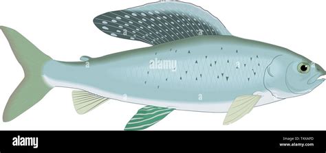 Arctic Grayling Vector Illustration Stock Vector Image And Art Alamy