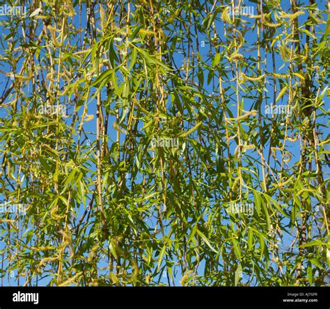 Twigs Of Pussy Willow Tree With Blossoming Buds On Blue Sky Background Two Shots Stitch Stock