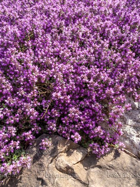 Thymus Praecox Arcticus