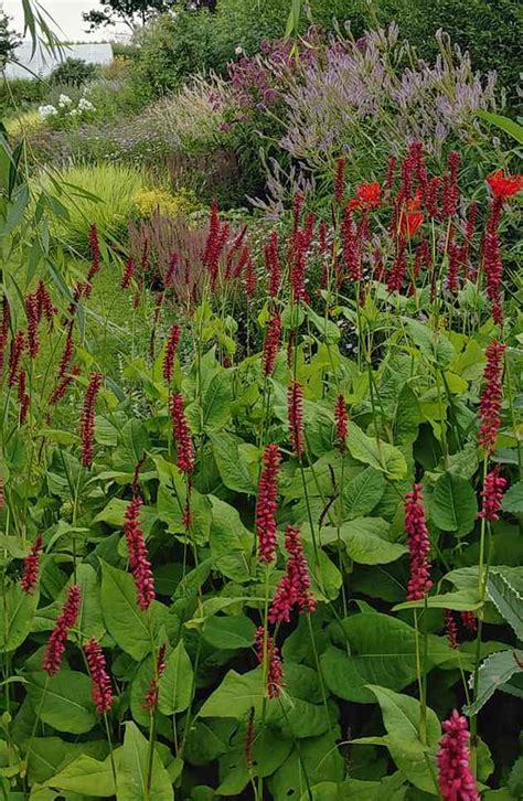 mountain fleece firetail persicaria amplexicaulis firetail