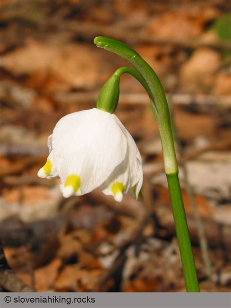 Veliki zvonček « Slovenia Hiking Rocks