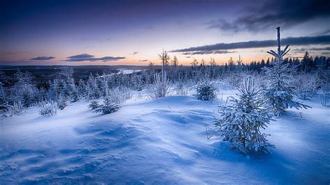 HD wallpaper: Snow, 4K, Winter horizon, cold temperature, tree, sky ...