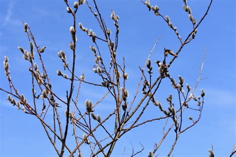 Cutting Pussy Willow Branches The Martha Stewart Blog