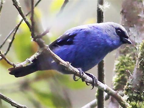 Blue And Black Tanager Ebird