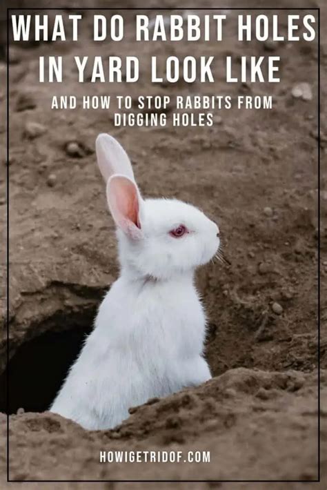 What Rabbit Holes In Yard Look Like And How To Stop Rabbits From