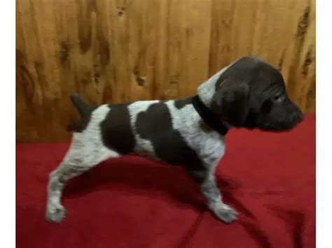 Gsp Puppies In Nashville Puppies For Sale Near Me