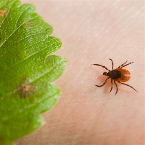 How long does it take for an infected tick to transmit Lyme disease