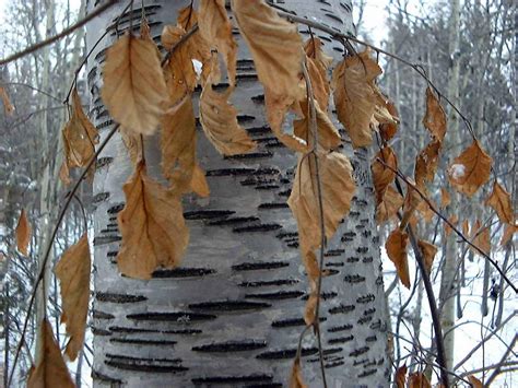Birch Tree Trunk Wallpaper And Backgrounds 1152 X 864