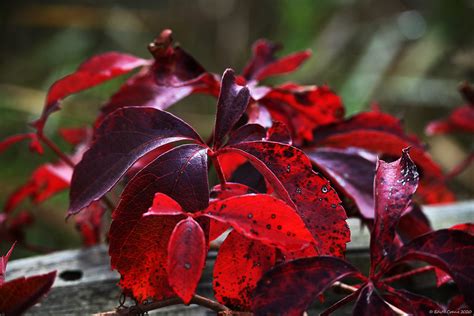 Autumn Foliage on Behance