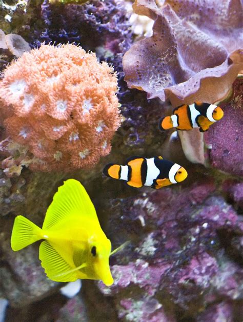 Yellow Tang Clown Fish Jigsaw Puzzle In Under The Sea Puzzles On