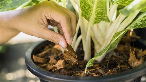 Como Usar O Arroz Como Fertilizante Para As Plantas