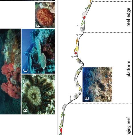 Schematic Diagram Of The Topography And Reef Communities Of An Outer Download Scientific