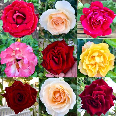Сады России Интернет Магазин Розы 2023 — Imddsnip.ru