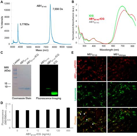 Figure 2 From Affibody Indocyanine Green Based Contrast Agent For