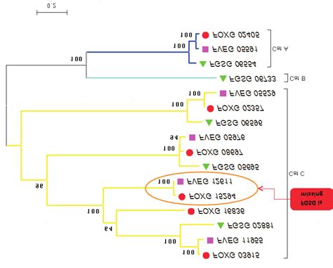 Molecular Phylogenetic Analysis Of Fusarium Catalases By Maximum