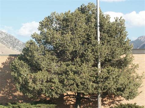 Pinyon Or Colorado Pinyon Treebrowser Usu