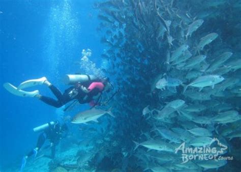 Mabul Island Borneo Diver Mabul Resort Amazing Borneo Tours