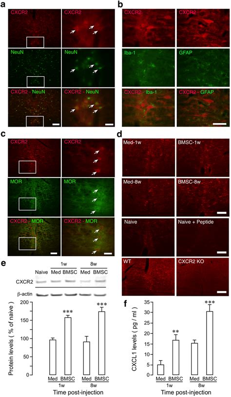 Co Localization Of CXCR2 With MOR And BMSC Induced Upregulation Of