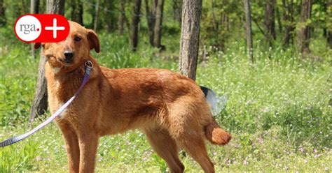 Hilli ist aktiv und gernbeschäftigt