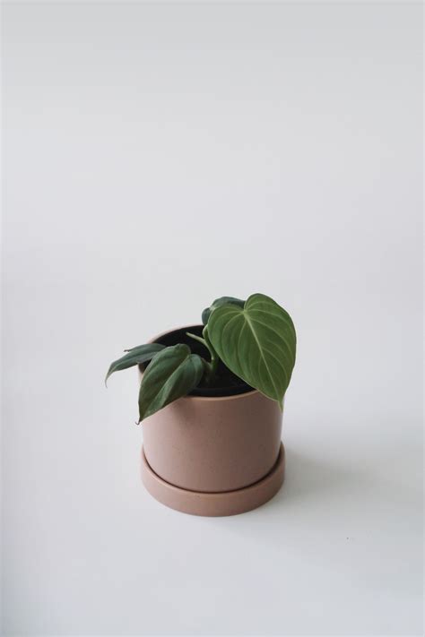 Philodendron Glorious (Gloriosum x Melanochrysum) Small - Foliage & Vine