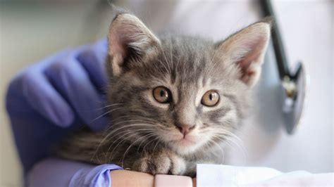 Congenital Heart Defects In Kittens National Kitten Coalition