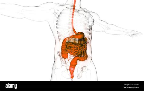 Anatomie Der Menschlichen Verdauungssystem Stockfotografie Alamy