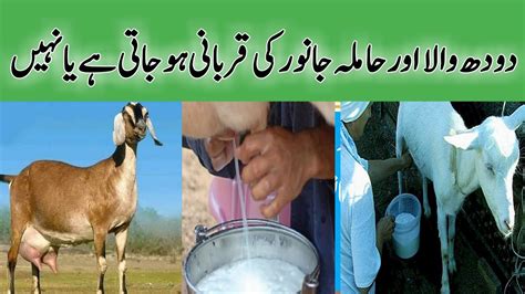 Kya Doodh Dene Wale Janwar Ki Qurbani Karna Jaiz Hai Hamila Janwar Ki