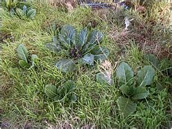 Суккулентные растения, Петр Лапшин, каталог для заказа - succulents by ...