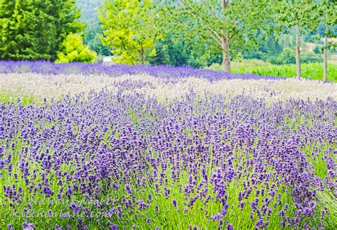 Lavender Fields & Farms-Beauty & Fragrance that Takes Your Breath Away ...