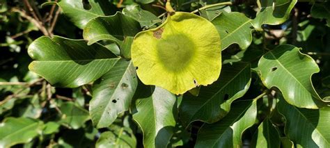 spesies pohon  keluarga pterocarpus tanaman  berm idn times