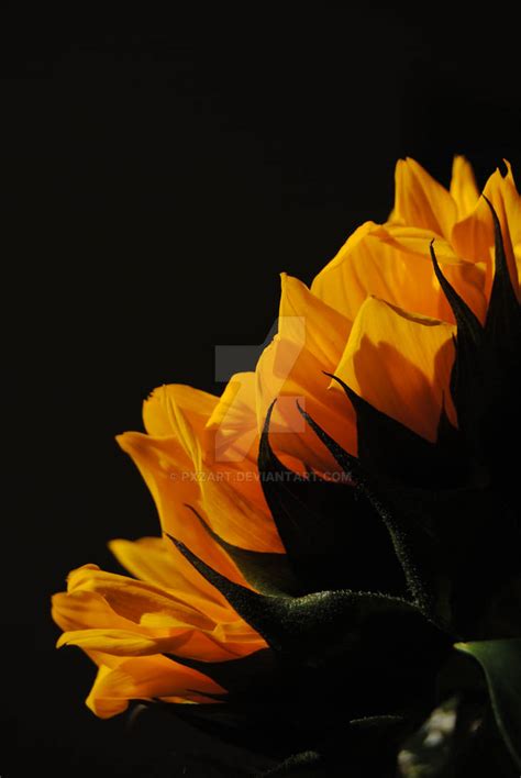 Honey Sun by PXZart on DeviantArt