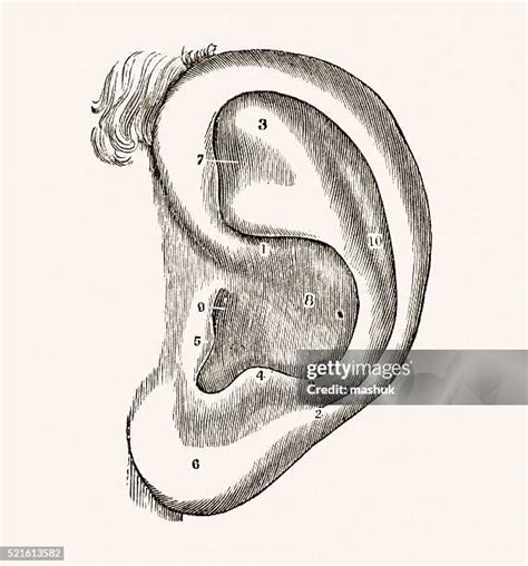 Human Ear Diagram Photos And Premium High Res Pictures Getty Images