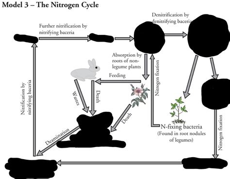 Nitrogen cycle Diagram | Quizlet