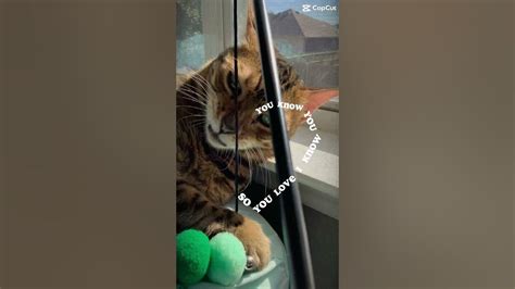 my gizzy :( - YouTube