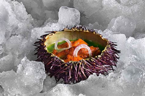 sea urchin  taste   sea falstaff