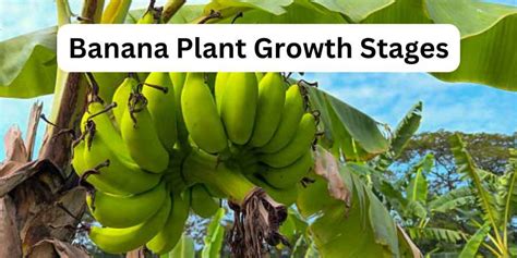 Banana Plant Growth Stages Step By Step Insights