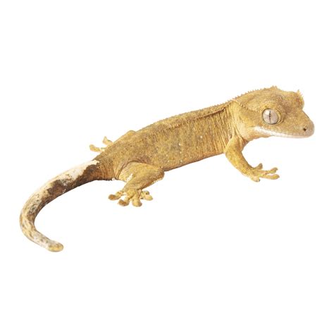 Crested Gecko Morphs List