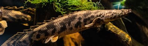 Saddled Bichir Georgia Aquarium