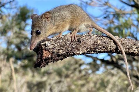 Honey Possum Baby