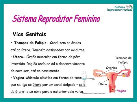 Onde Ocorre A Fecundação No Sistema Reprodutor Feminino