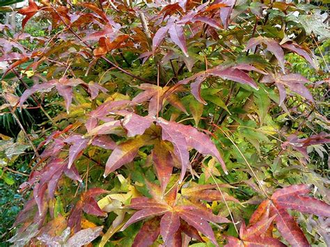 Acer mono (Painted Maple) | North Carolina Extension Gardener Plant Toolbox
