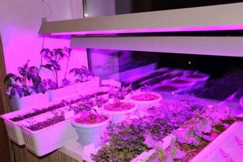 Как выбрать лампы для растений: выращивание рассады на подоконнике при ...