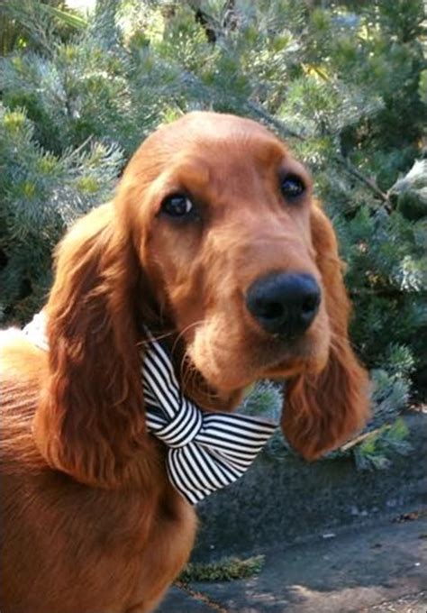 Irish Setter Photo Of The Week For October Irish Setters