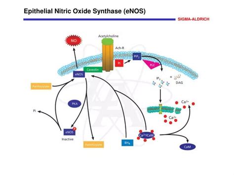 Ppt Epithelial Nitric Oxide Synthase Enos Powerpoint Presentation Free Download Id3993639