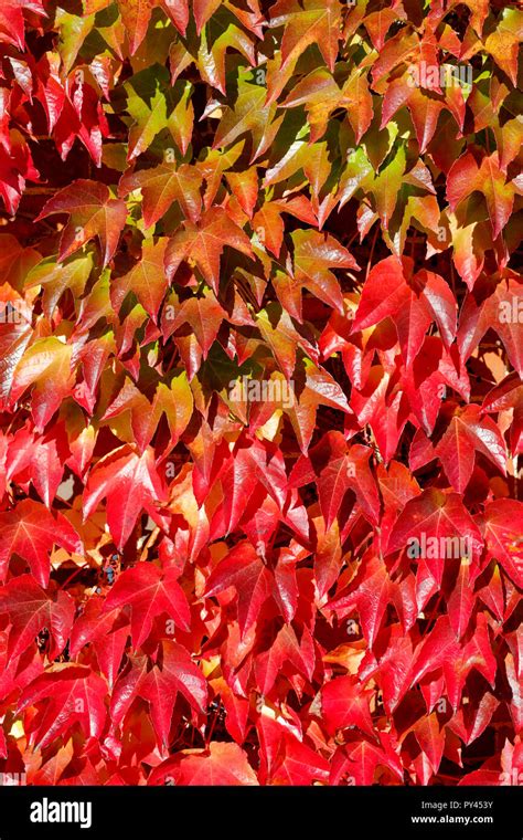 Virginia Creeper Also Called American Ivy Parthenocissus Quinquefolia Growing On The Wall Of A