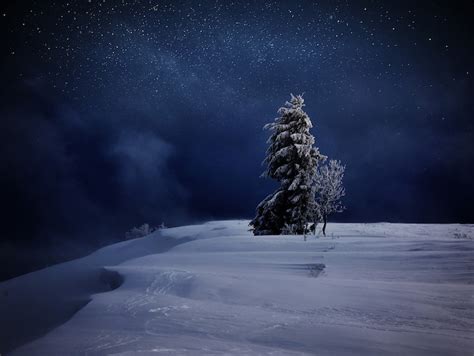 Premium Photo | One magical winter snow covered tree stay along. winter ...