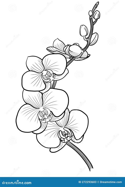 Orchidee Lijn Trekt Geïsoleerd Op Wit Stock Afbeelding Illustration