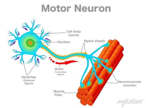 Motor neuron, motoneuron diagram. transmission of the nerve signal ...