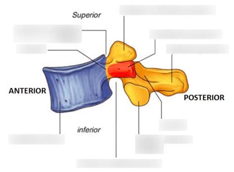 Typical Vertebrae Lateral View Diagram Quizlet