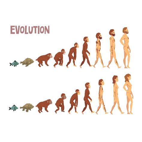 Biología La Evolución Humana Etapas Proceso Evolutivo Del Hombre Y La